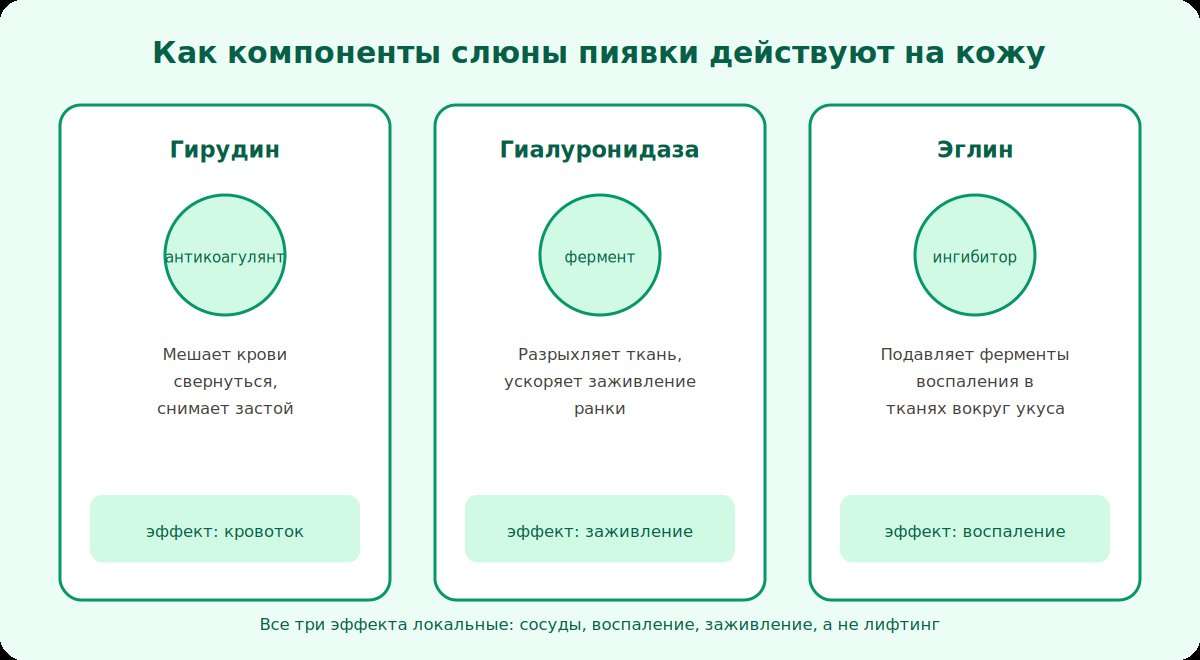 Механизм действия компонентов слюны пиявки на кожу: сосуды, воспаление, заживление
